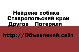 Найдена собака - Ставропольский край Другое » Потеряли   